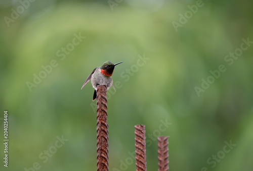 Ruby-Throated Hummingbird Perched on Rusty Rebar Against Green Bokeh