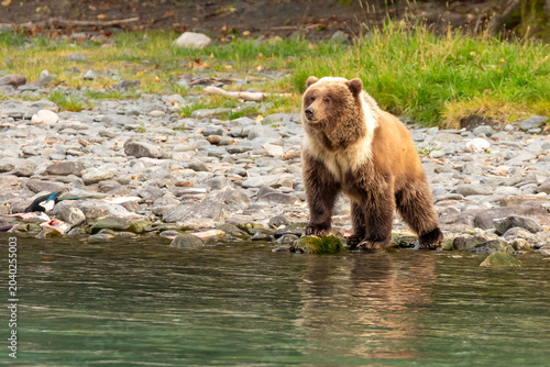 Foto Young grizzly bear cub, Ursus arctos horribilis, scouting for salmon along banks of river