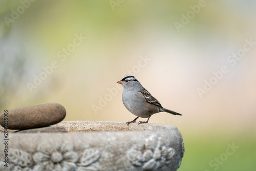 White-Crowned Sparrow Perched on Ornate Stone Bird Bath