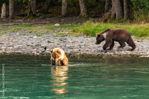 Valokuva 2 Young grizzly bear cubs, Ursus arctos horribilis, eating their salmon catch along banks of river