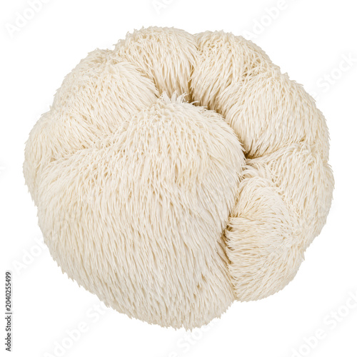 White Lion’s Mane Mushroom Cluster Isolated on Transparent Background