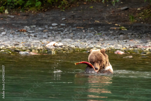 Φωτογραφία Young grizzly bear cub, Ursus arctos horribilis, catches and eats the fish in ri