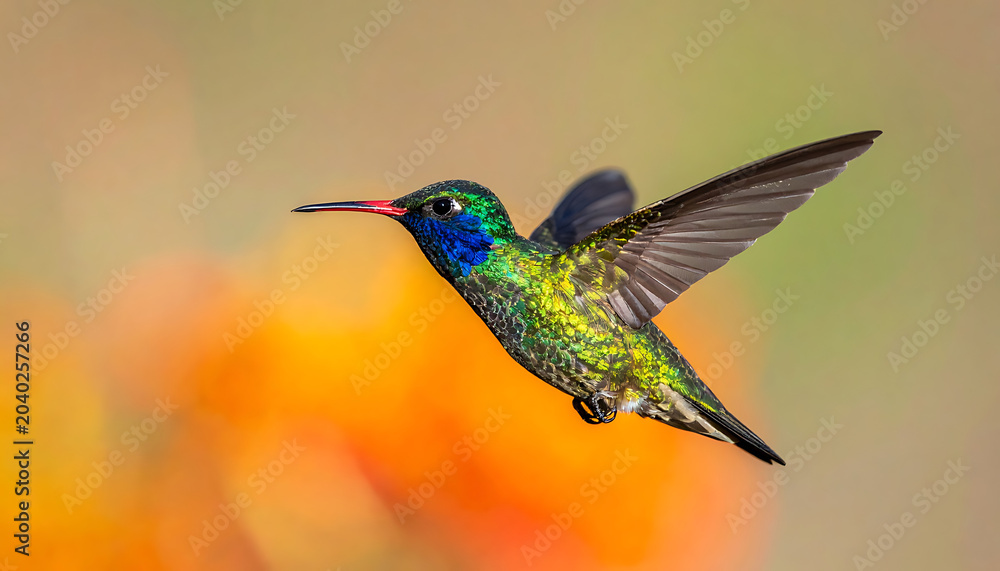 Fototapeta premium Hummingbird in mid-flight, iridescent green and blue feathers shimmering, delicate beak, wings blurred with motion, vibrant orange flowers in soft focus background