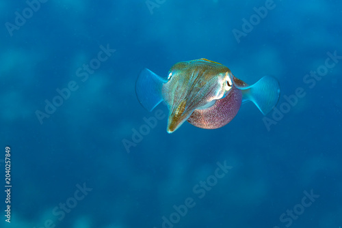 Bilde på lerret Reef Squid, Sepioteuthis sepioidea, displays vibrant color swimming through clea