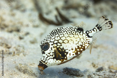 Canvas-taulu Black and white trunk fish scavenges along sandy bottom of coral reef
