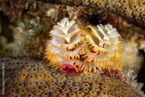 Close-up of delicate displays of Christmas tree worm, Spirobranchus giganteus, display on coral reef