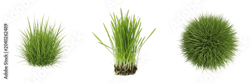 Foto Collection of green grass clumps and tufts isolated on a white background, varie
