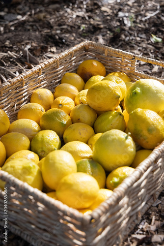 Woven wicker basket sitting on garden ground holding many yellow lemons among dry leaves