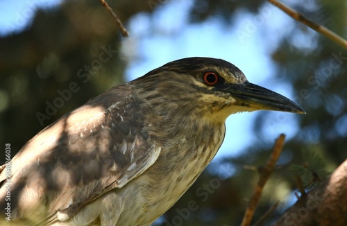 bird on a branch
