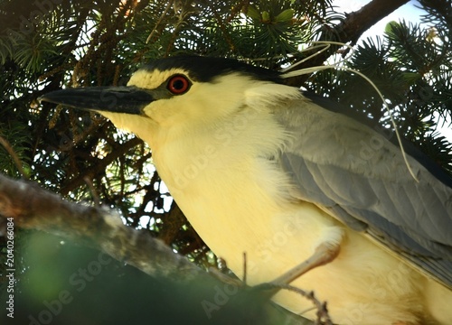 yellow billed hornbill