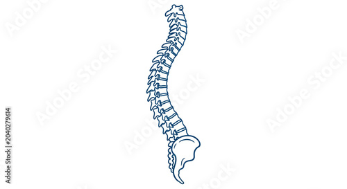 Bild auf Leinwand Human Spine Anatomy Illustration, Medical Vertebrae Skeleton