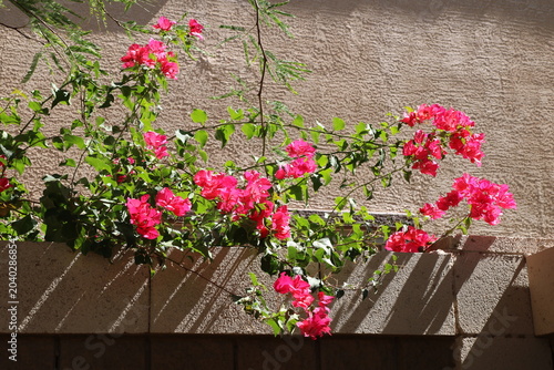Bild auf Leinwand Bright pink bougainvillea glabra bracts spill across a textured stucco wall, cap