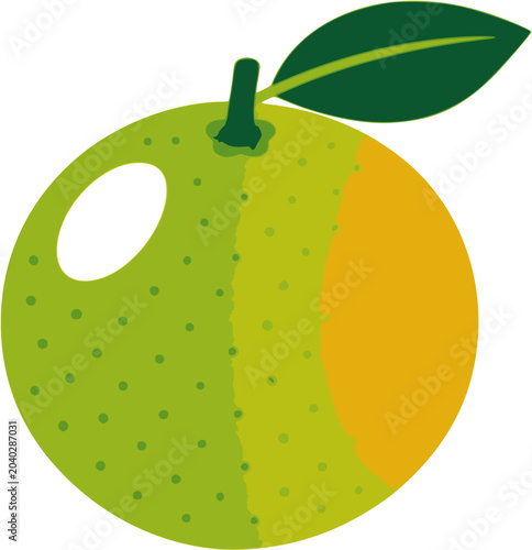 Canvastavla Calamansi Fruit Vector Illustration