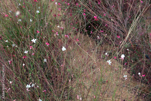 a background of small wildflowers
