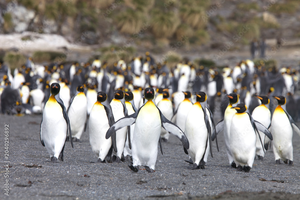 Obraz premium King penguins on South Georgia Island