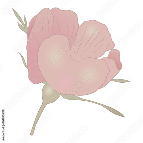 Single blooming flower of pink wild rose. Rosebud. Isolated floral illustration.