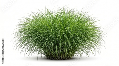 A lush green grass bush isolated on white background with long thin blades