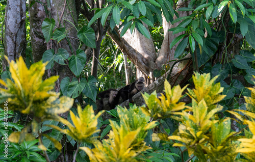Photography Capuchin monkey family resting in a tree in Costa Rica