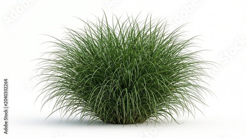 Green grass bush isolated on white background with long thin blades