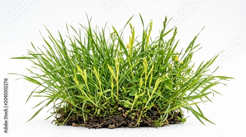 A clump of green grass with soil isolated on white background