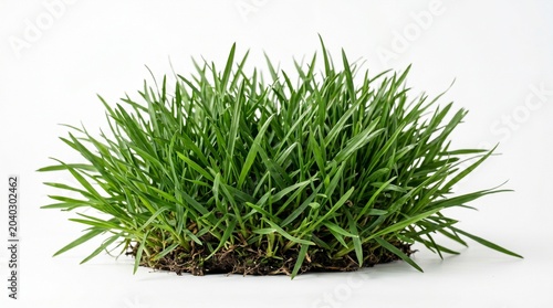 A clump of green grass on a white background, isolated on white background