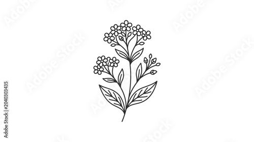 Tall flowering herb sprig with delicate leaf clusters.