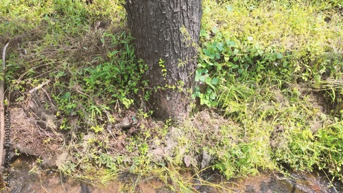 A tranquil scene featuring a tree standing beside a flowing stream surrounded by lush green grass and plants creating a peaceful natural environment