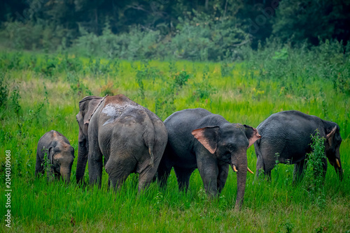Fotografi Its body is gray, its snout is called the trunk