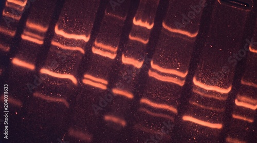 DNA gel electrophoresis, molecular biology experiment, genetic research macro close-up, scientific detail, laboratory background