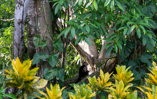 Canvas Print Female White-Faced Capuchin Monkey Holding Infant in Costa Rican Rainforest