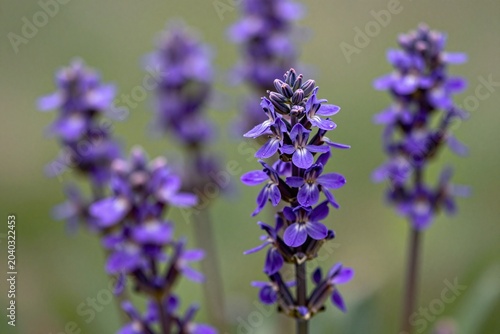 A bunch of purple flowers that are in the grass