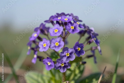 A bunch of purple flowers that are in the grass_3