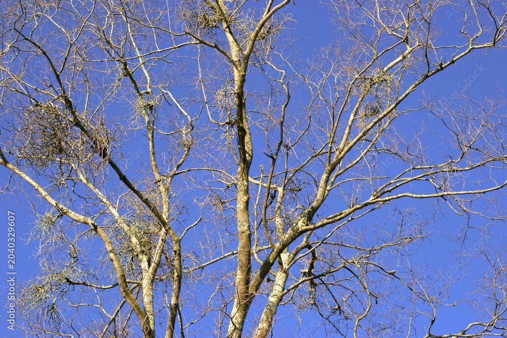 Fototapeta premium bare branches of leafless tree reaching into a clear blue sky