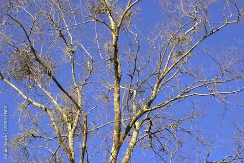 bare branches of leafless tree reaching into a clear blue sky