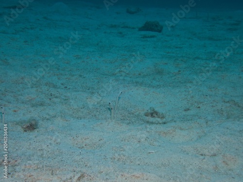 Spotted garden eel in Okinawa