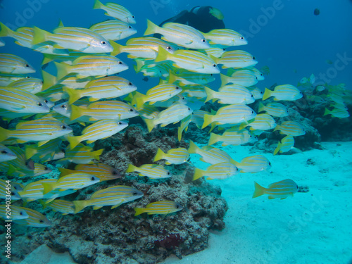 School of Bluestripe snapper in Okinawa	