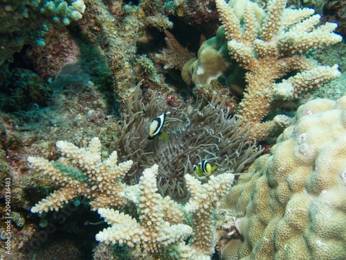 Saddleback clownfish Looking at Camera in Okinawa