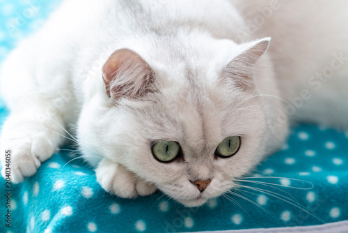 close-up of white cat with blue eyes