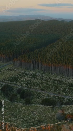Aerial view of a pine forest and road in the early morning light, near Kawhia, New Zealand. The forest is managed for timber production.