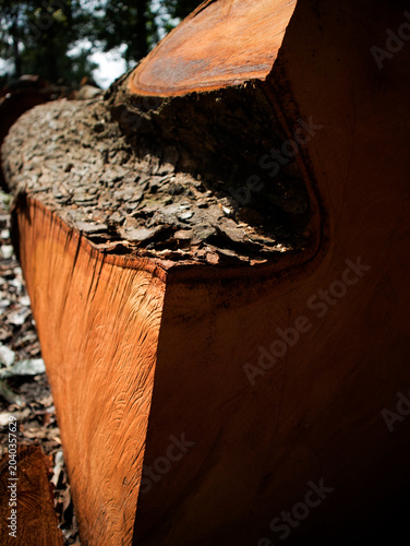 detail of a freshly felled mahogany tree trunk
