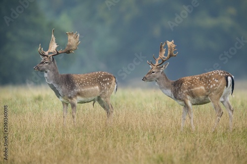 Two shovelers of the Fallow deer ( dama dama) Klamptenborg, Copenhagen, Denmark