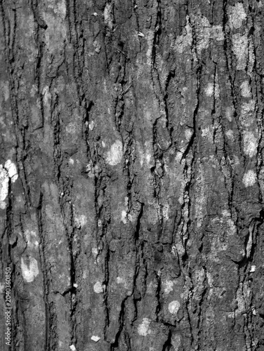 texture of mahogany bark that is decades old