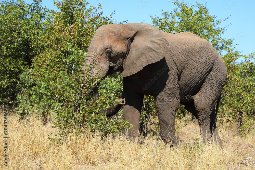 Fototapeta premium Afrikanischer Elefant / African elephant / Loxodonta africana
