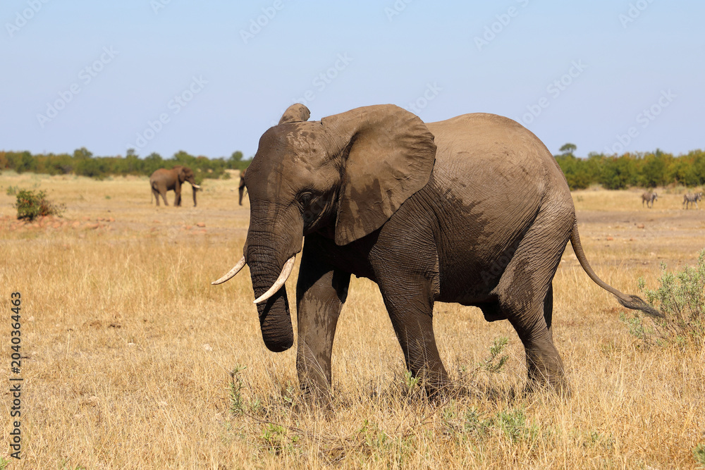Fototapeta premium Afrikanischer Elefant / African elephant / Loxodonta africana