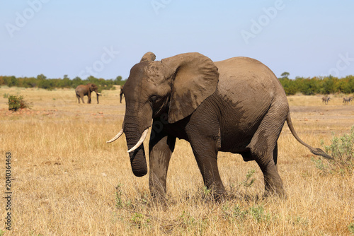 Photography Afrikanischer Elefant / African elephant / Loxodonta africana