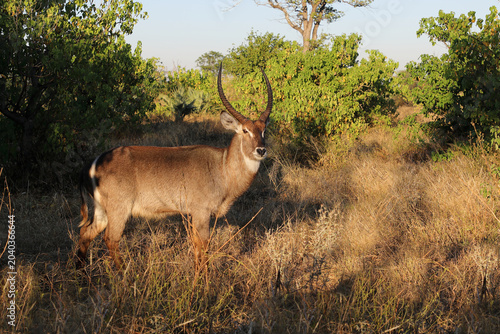 Tableau sur toile Wasserbock / Waterbuck / Kobus ellipsiprymnus