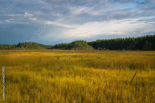 Walking route through the Sestroretskoye Boloto (Sestroretsk swamp) State Nature Reserve on a sunny summer day, Russia, Saint Petersburg, Kurortny District, Beloostrov