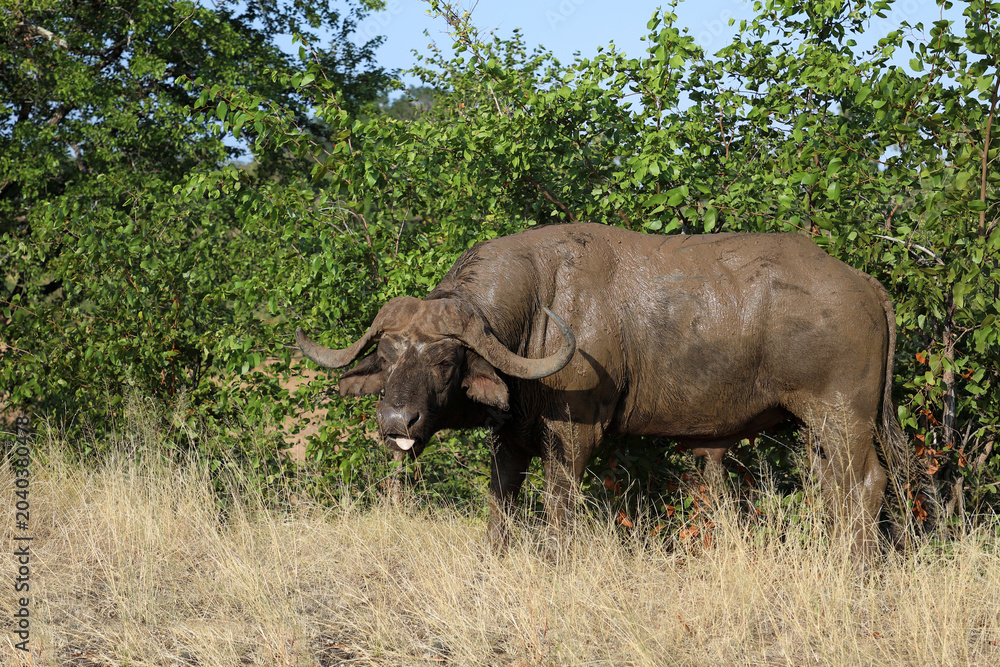 Fototapeta premium Kaffernbüffel / African buffalo / Syncerus caffer