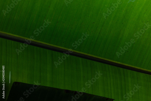Foto This banana leaf shows sharp lines