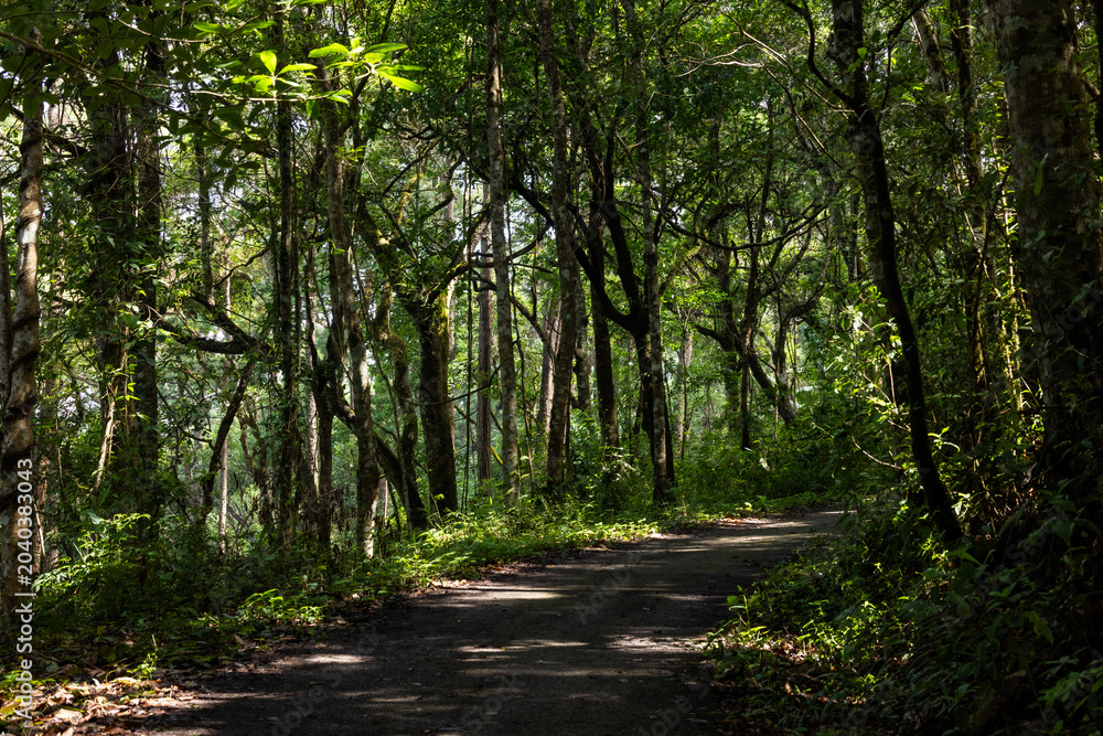 Fototapeta premium This tropical rainforest has a dirt path. Green trees surround this tropical rainforest.Walk and explore this lush tropical rainforest.
